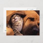 Katten en honden briefkaart (Voorkant / Achterkant)
