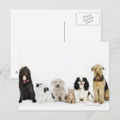 Katten en honden briefkaart (Voorkant / Achterkant)