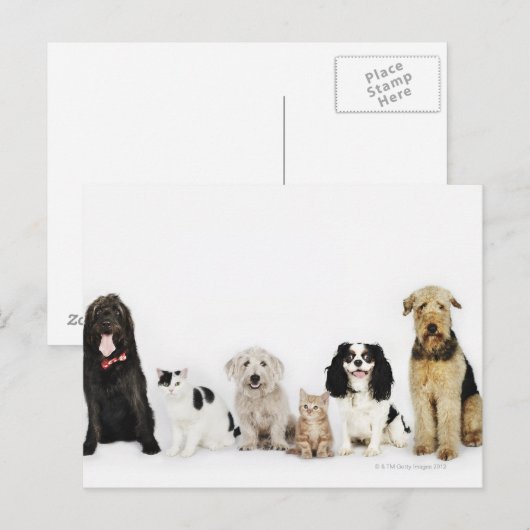 Katten en honden briefkaart (Voorkant / Achterkant)