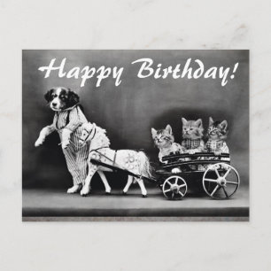  katten en honden Happy Birthday Briefkaart