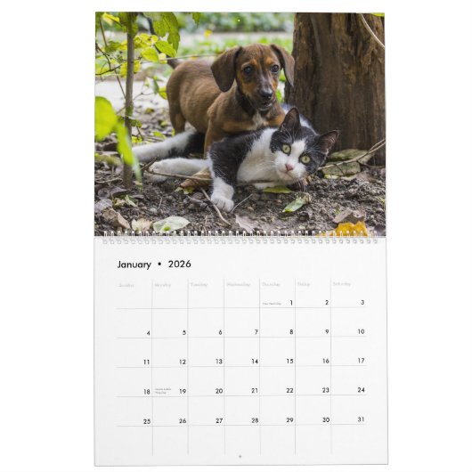 Katten en honden - Vrienden samen Kalender (Jan 2026)