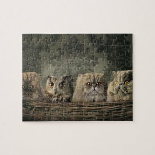 Katten en kippen — puzzel