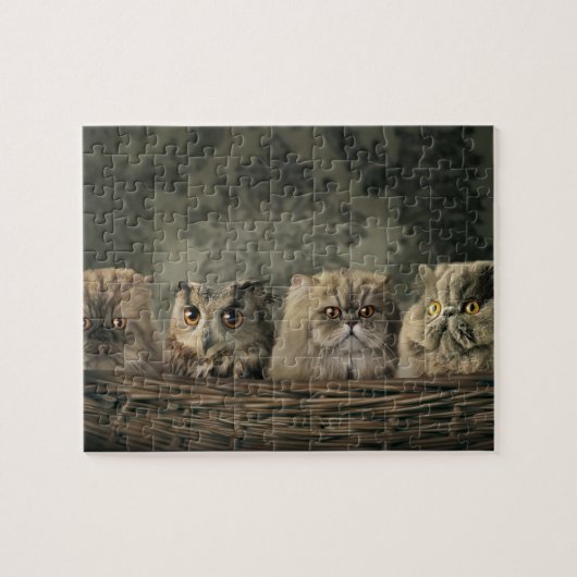 Katten en kippen — puzzel legpuzzel (Horizontaal)