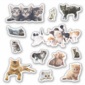 Katten en kittens foto's instellen contour sticker (Voorkant)