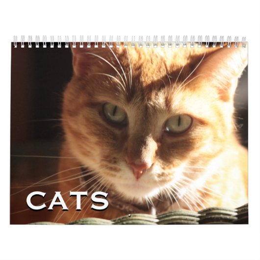Katten en Kittens Kalender (Hoes)