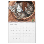 Katten en Kittens Pet Fotokalender Kalender (Mar 2026)