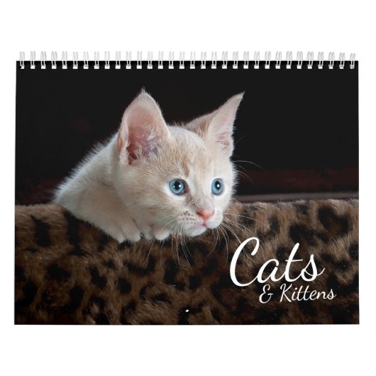 Katten en Kittens Pet Fotokalender Kalender (Hoes)