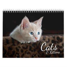 Katten en Kittens Pet Fotokalender Kalender