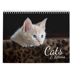 Katten en Kittens Pet Fotokalender Kalender