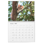 Katten en Kittens Pet Fotokalender Kalender (Jan 2027)