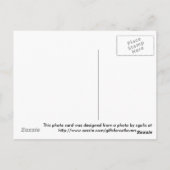 Katten- en Muizen-Thanksgiving / Geef Dank Collage Briefkaart (Achterkant)