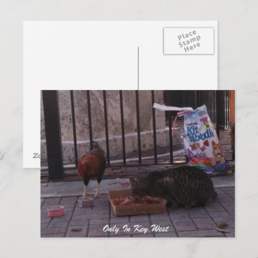 katten- en roosterBriefkaart "Alleen in het sleute Briefkaart (Voorkant / Achterkant)