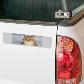 katten_en_sneeuw7 bumpersticker (Op Truck)