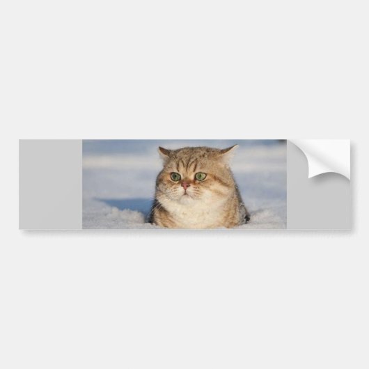 katten_en_sneeuw7 bumpersticker (Voorkant)
