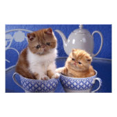 katten foto afdruk (Voorkant)