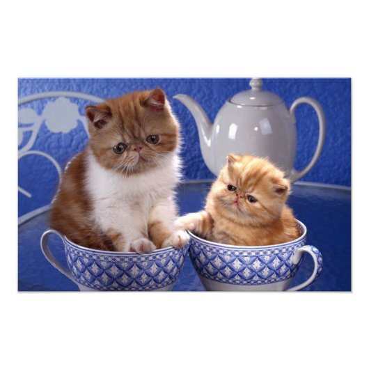 katten foto afdruk (Voorkant)