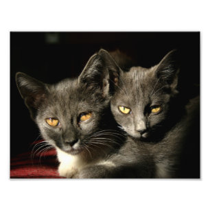 Katten foto afdrukken