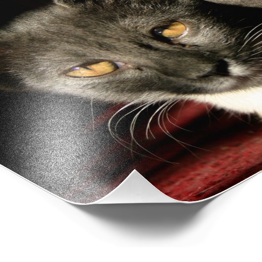 Katten foto afdrukken (Hoek)