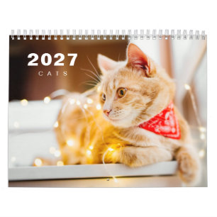Katten foto moderne 2025 kalender