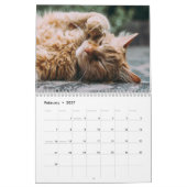 Katten foto moderne 2025 kalender (Feb 2027)