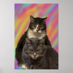 Katten Foto-Poster Poster
