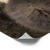 Katten Foto-Poster Poster (Hoek)