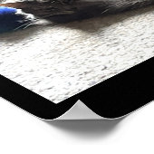 Katten Foto-Poster Poster (Hoek)