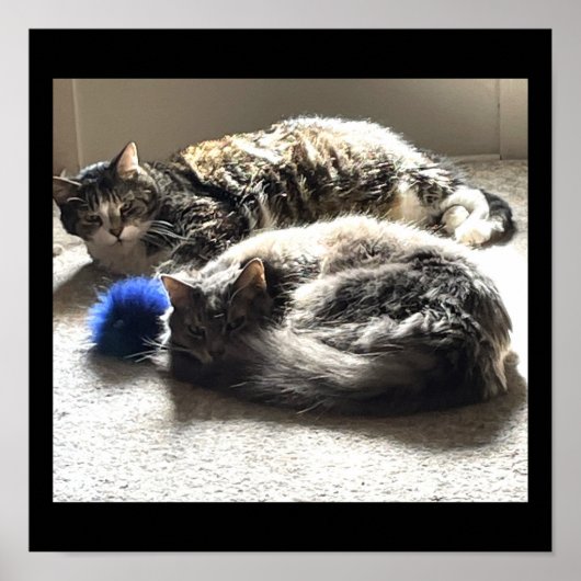 Katten Foto-Poster Poster (Voorkant)