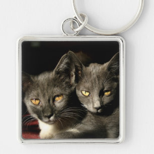 Katten foto sleutelhanger