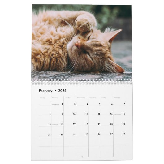 Katten Fotocollage Moderne 2025 Kalender (Feb 2026)