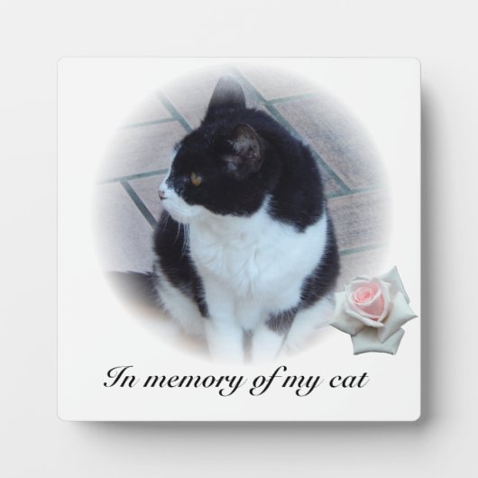 Katten Fotoplaat (Voorkant)