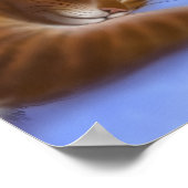 Katten houden van schoon wasgoed Poster (Hoek)