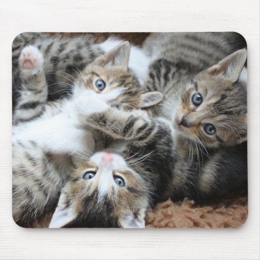 Katten, huisdieren, katers muismat (Voorkant)