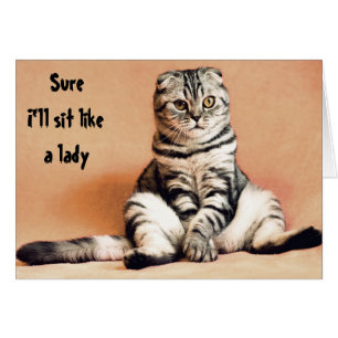 Katten Humor Zit Als Een Dame Grappig