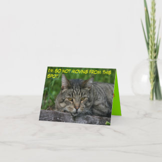 Katten: Ik ga niet van deze plek weg. Kaart