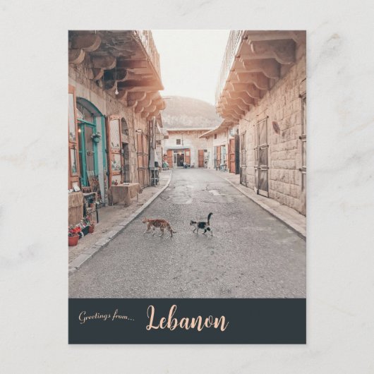 Katten in Douma Libanon Briefkaart (Voorkant)