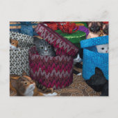 Katten in dozen briefkaart (Voorkant)