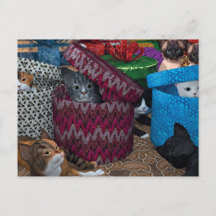 Katten in dozen briefkaart