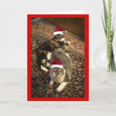 Katten in het grappige wenskaart van Kerstmis van Feestdagen Kaart (Voorkant)
