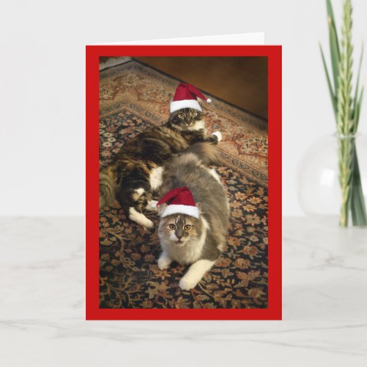 Katten in het grappige wenskaart van Kerstmis van Feestdagen Kaart (Voorkant)