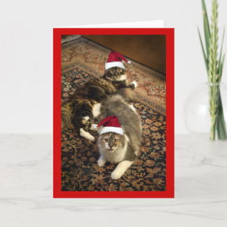 Katten in het grappige wenskaart van Kerstmis van Feestdagen Kaart