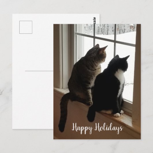 Katten in het venster briefkaart (Voorkant / Achterkant)