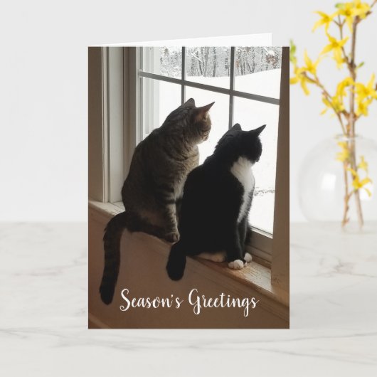 Katten in het venster kaart (Gele Bloem)