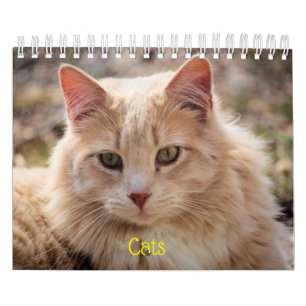 Katten Kalender