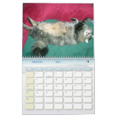 Katten Kalender (Feb 2027)