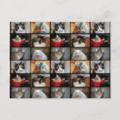 Katten Katten Briefkaart (Voorkant)