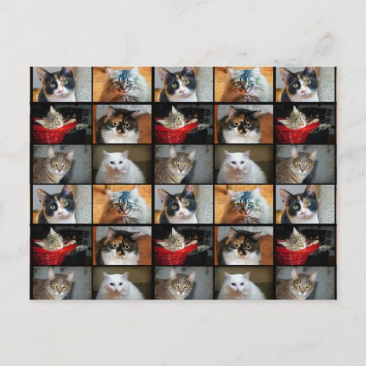 Katten Katten Katten Briefkaart (Voorkant)