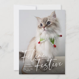 Katten Kerst Foto Vakantie  Feestdagenkaart