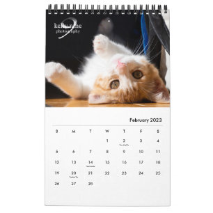 Katten & Kittens door Kelly Nine Fotografie Kalender