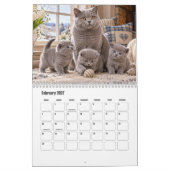 Katten & Kittens Schitterende Kalender (Feb 2027)